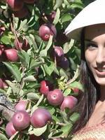 beautiful young brunette licking a red apple in the sun